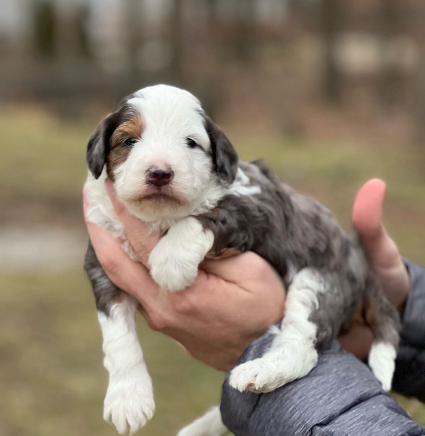 Beautiful Bernedoodles Puppies image 2