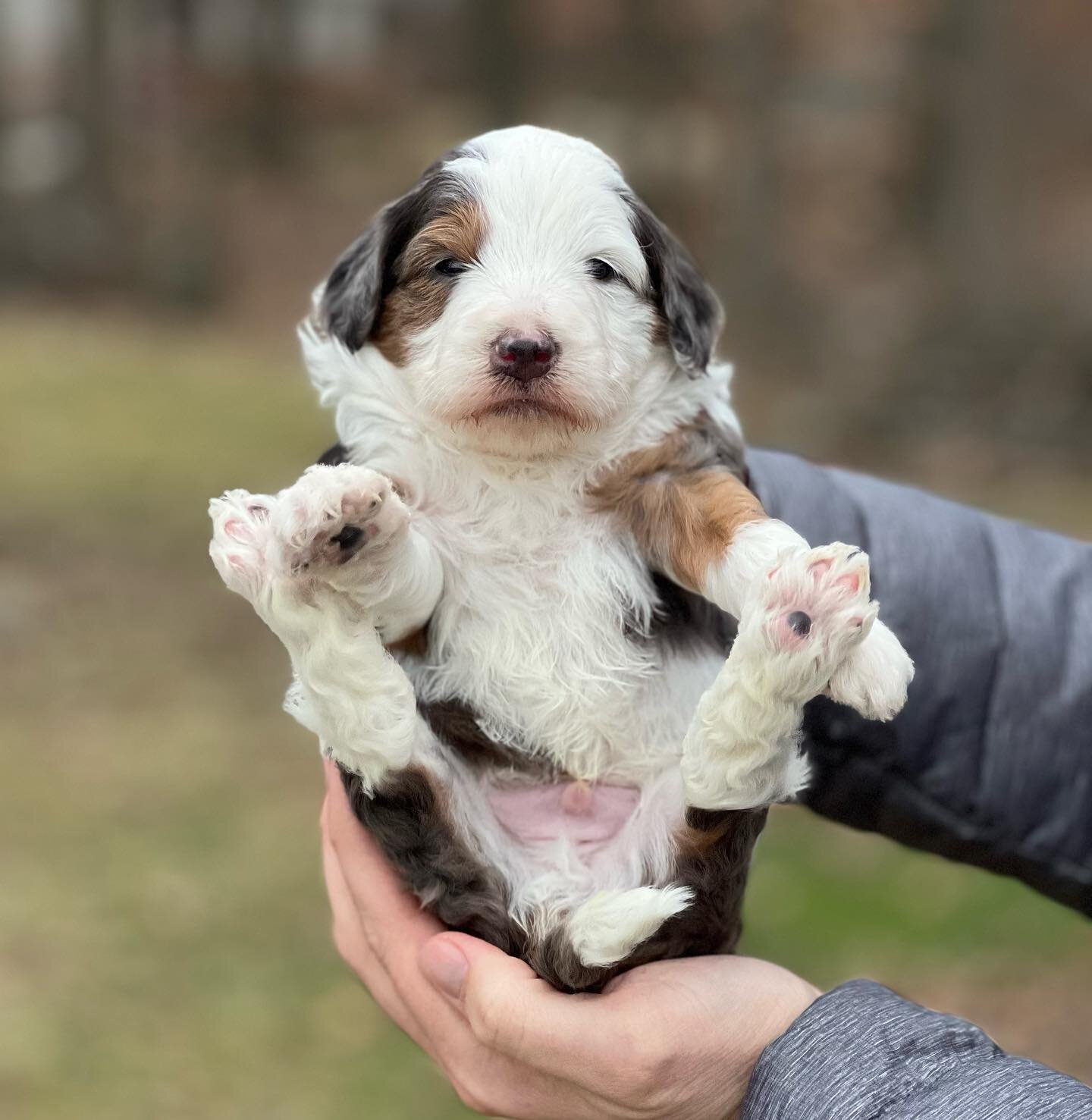 Beautiful Bernedoodles Puppies image 3