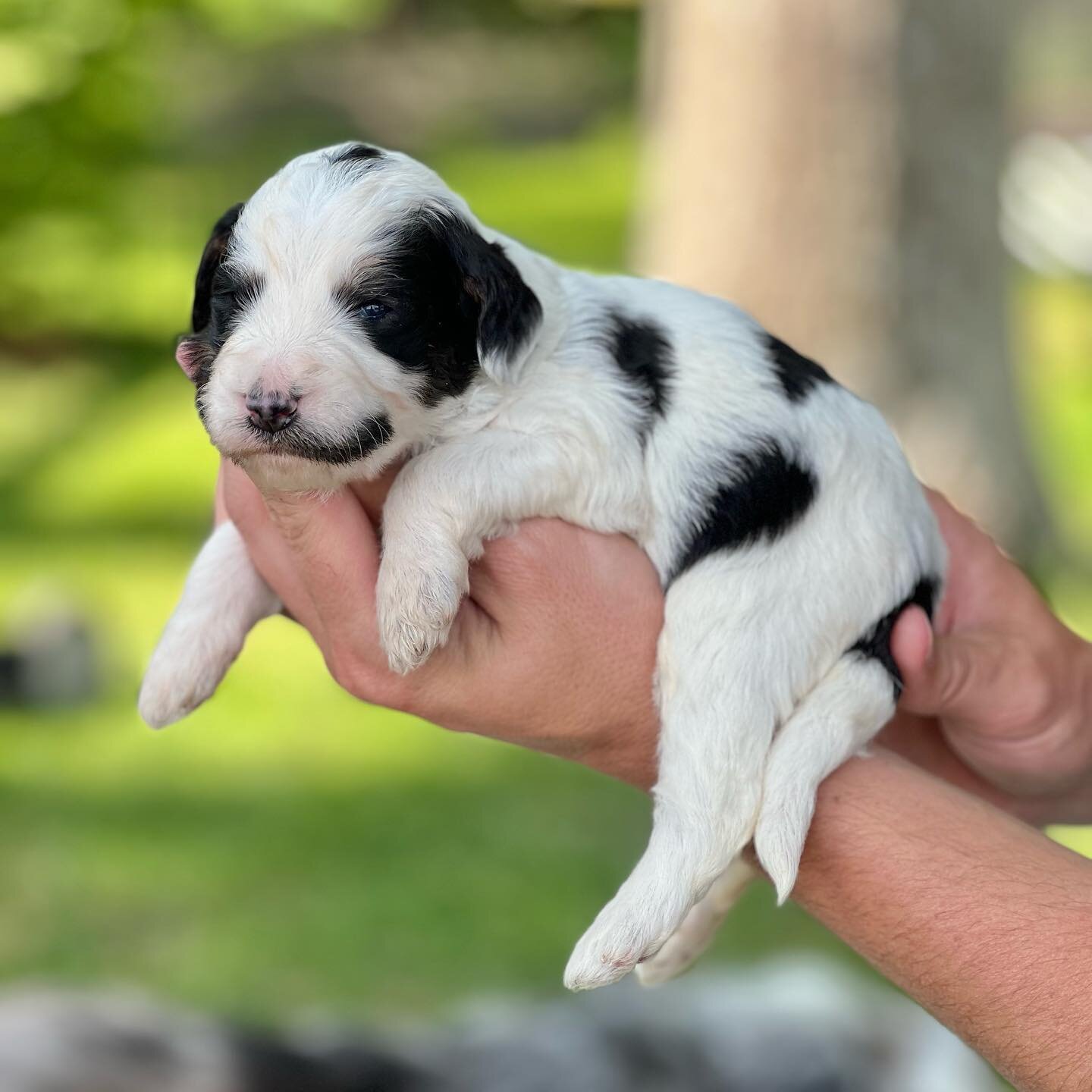 Beautiful Bernedoodles Puppies image 5