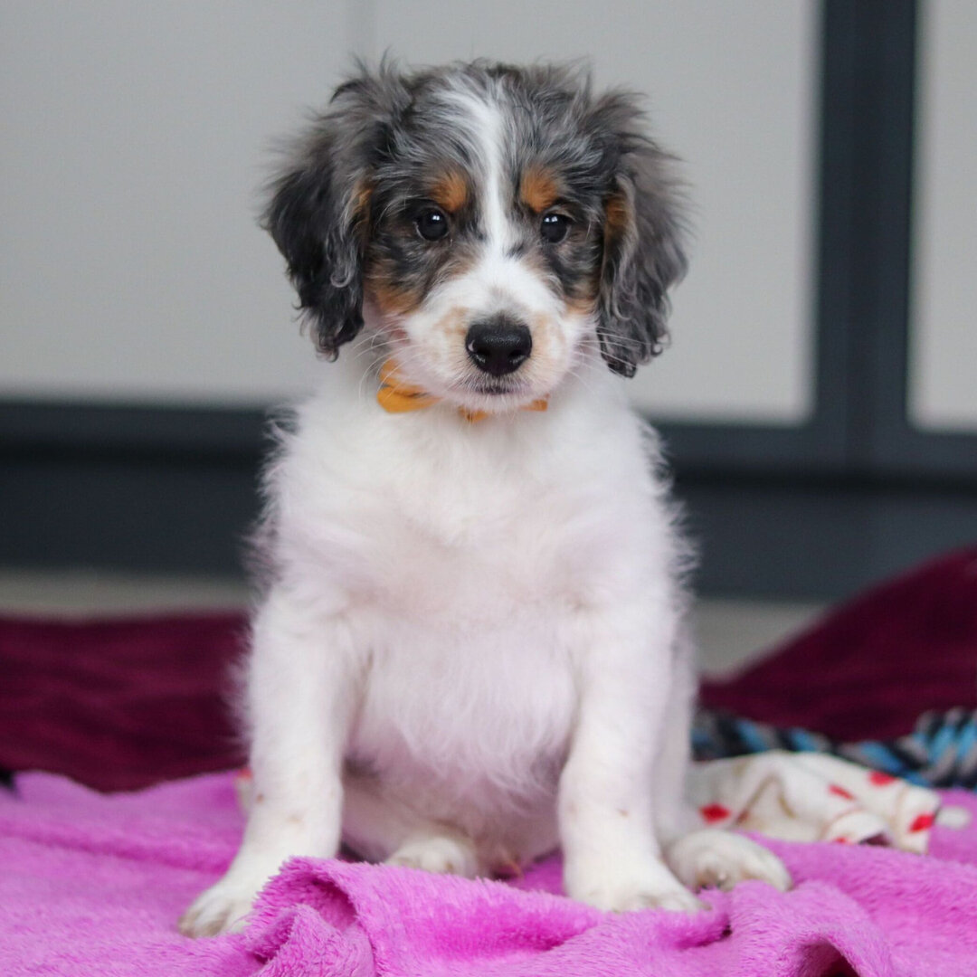 Adorable Bernedoodles Puppies available image 2