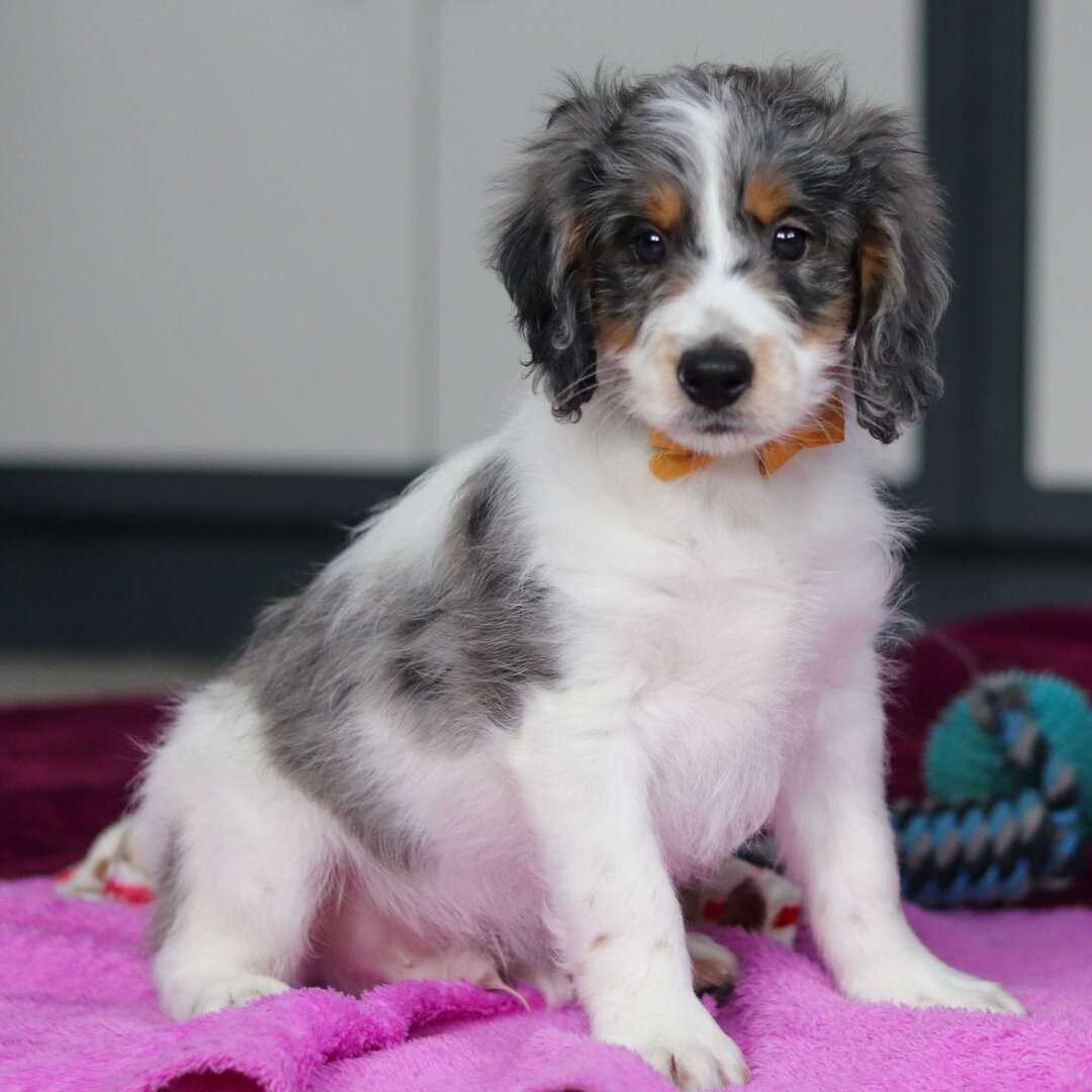 Adorable Bernedoodles Puppies available image 3