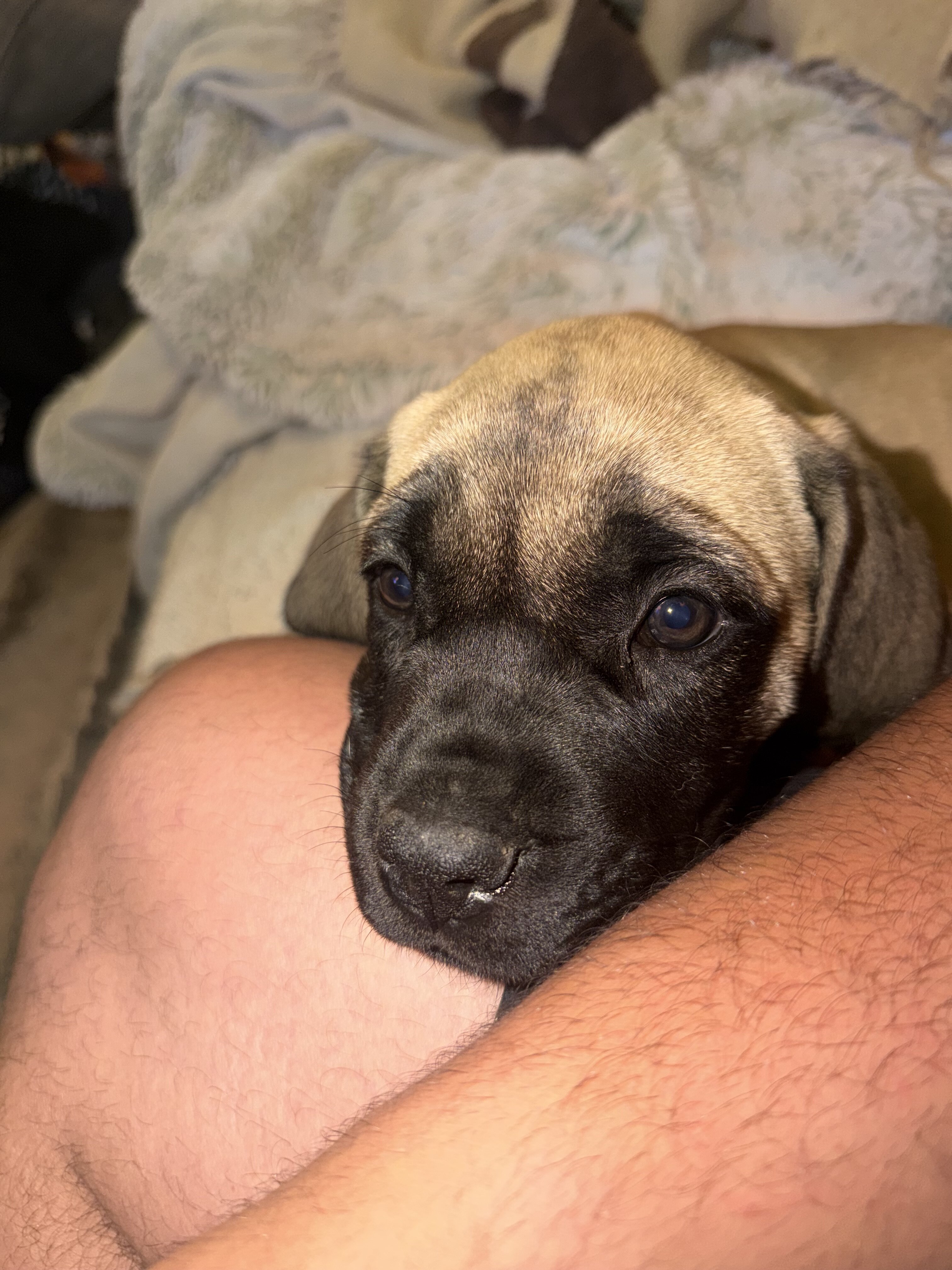 English Mastiff Puppy image 1