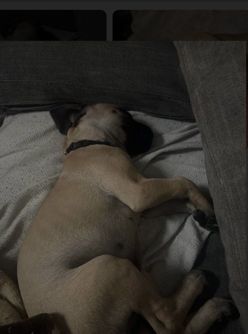 English Mastiff Puppy image 2