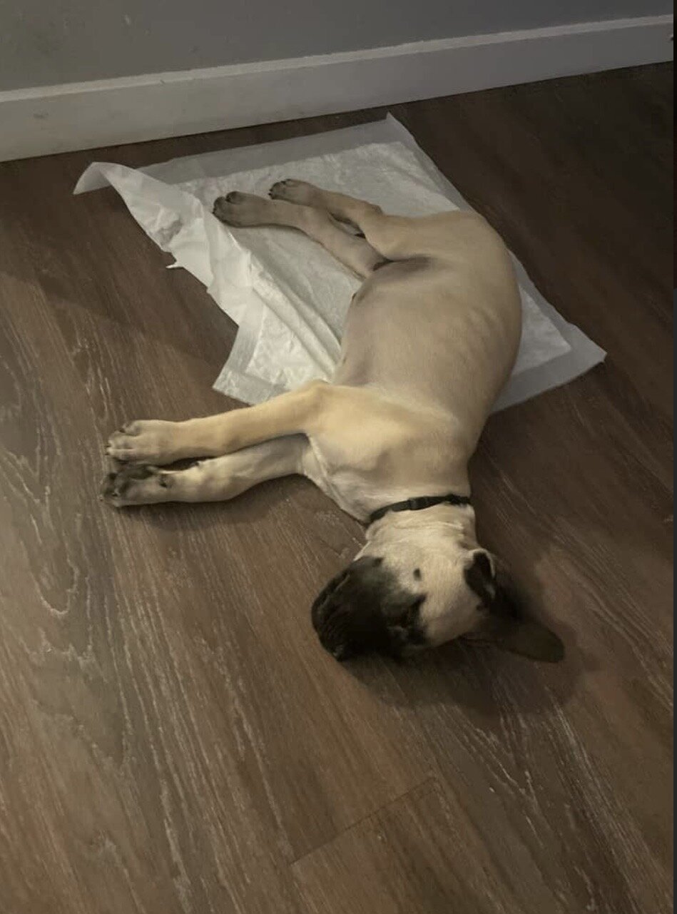 English Mastiff Puppy image 3