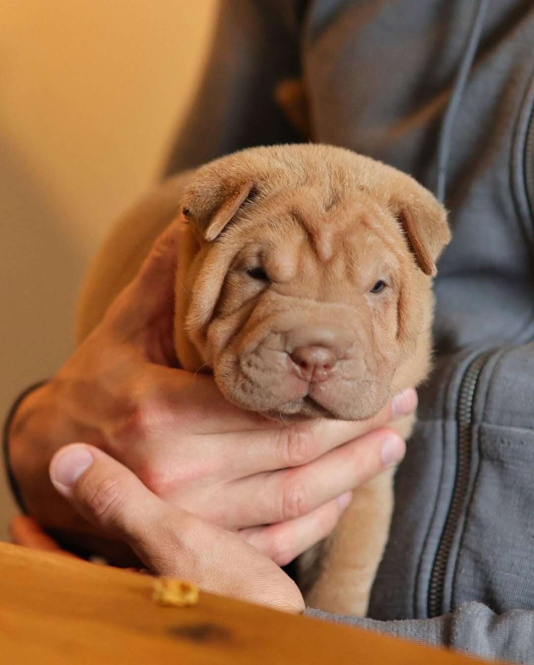 Chinese Shar Pei Puppies image 4