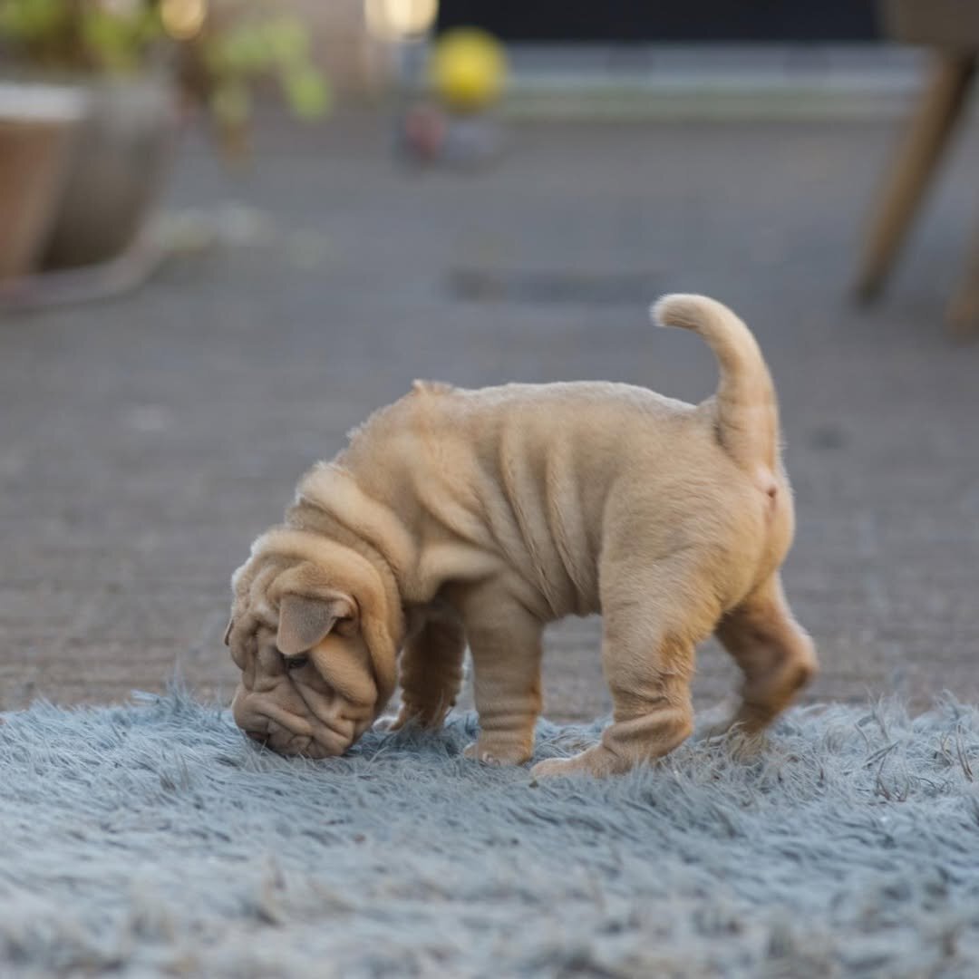 Chinese Shar Pei Puppies image 3
