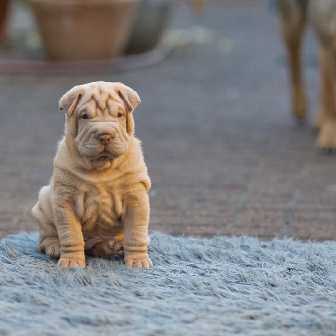 Chinese Shar Pei Puppies image 2