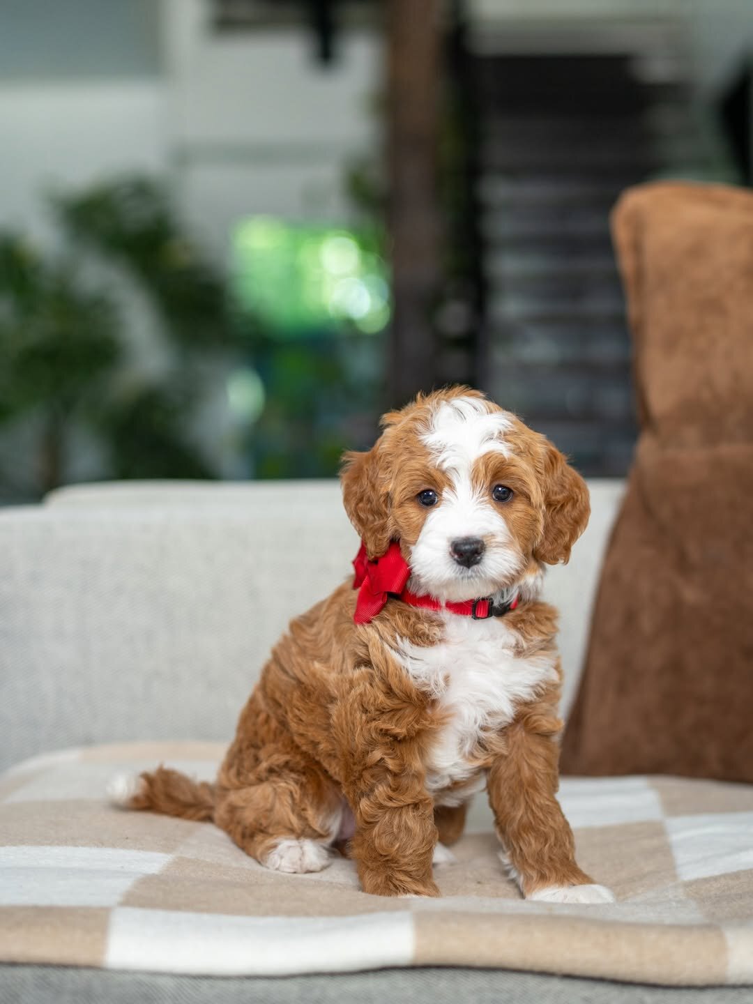 Bernedoodles puppies image 1