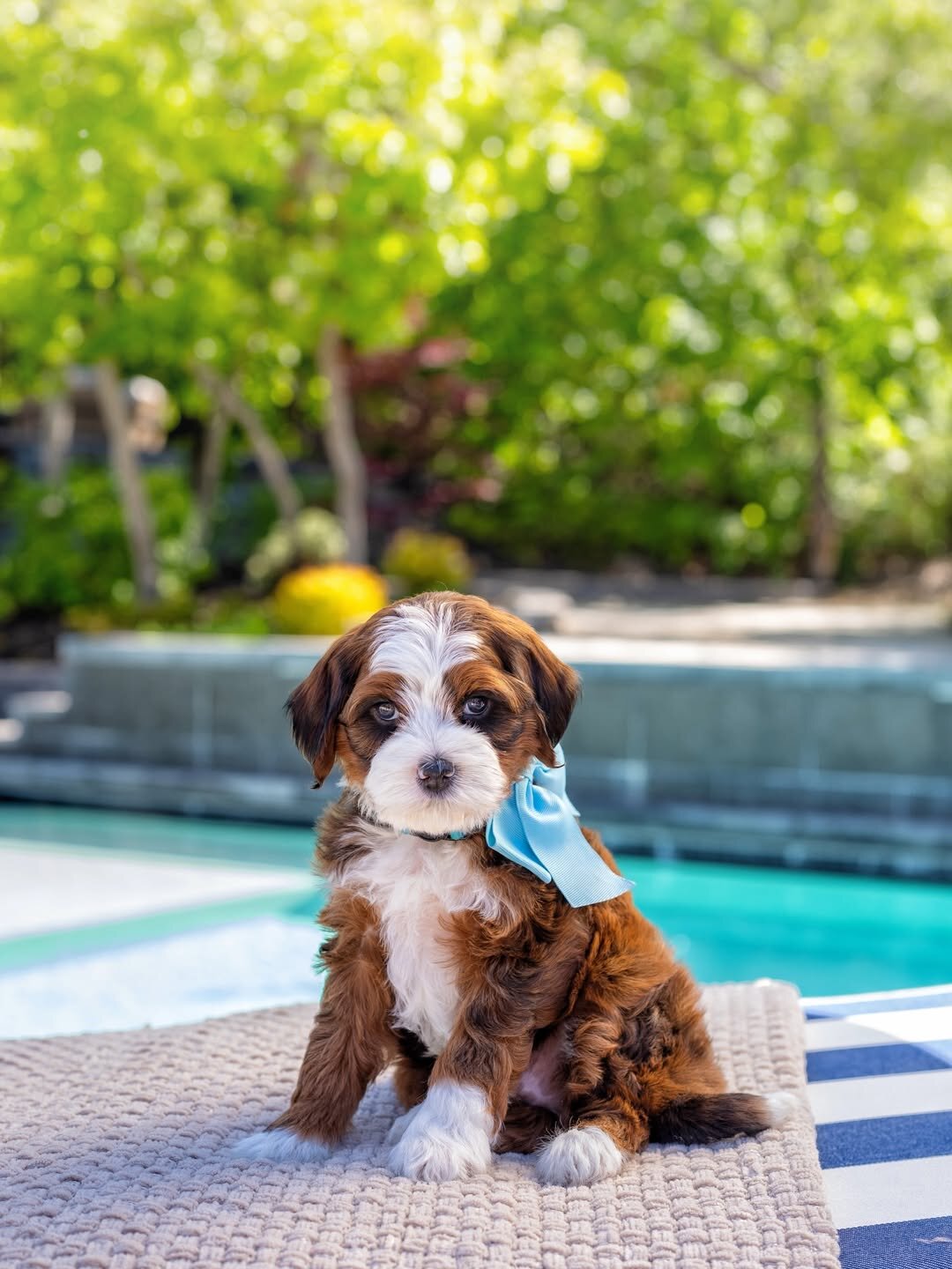 Bernedoodles puppies image 2