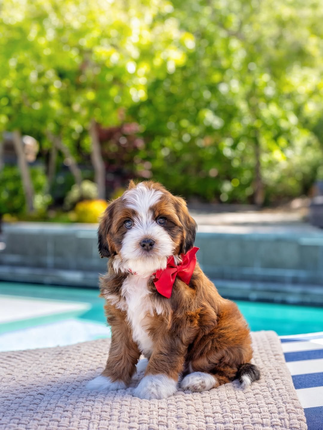 Bernedoodles puppies image 3