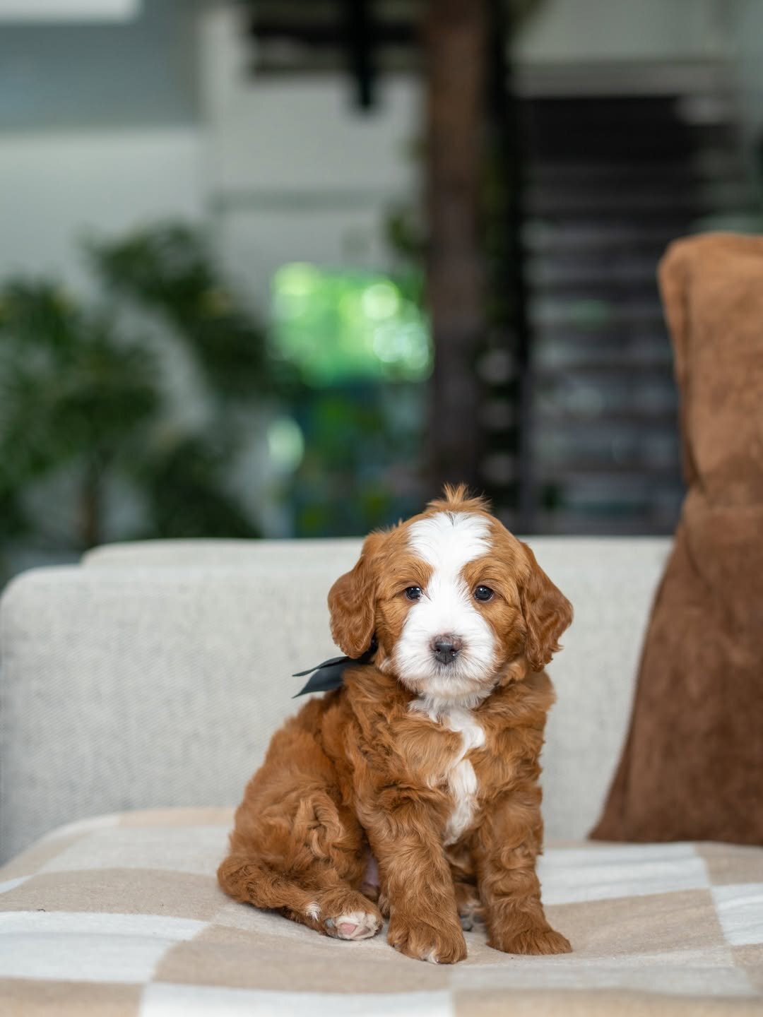 Bernedoodles puppies image 4