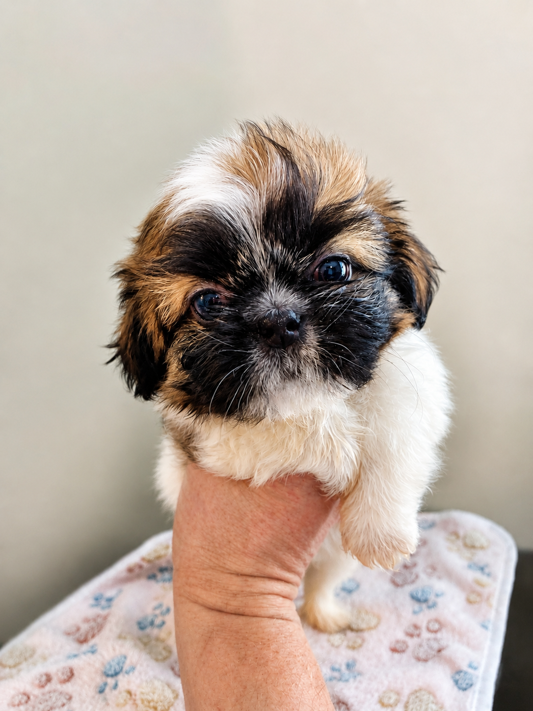 Shih Tzu puppy image 2