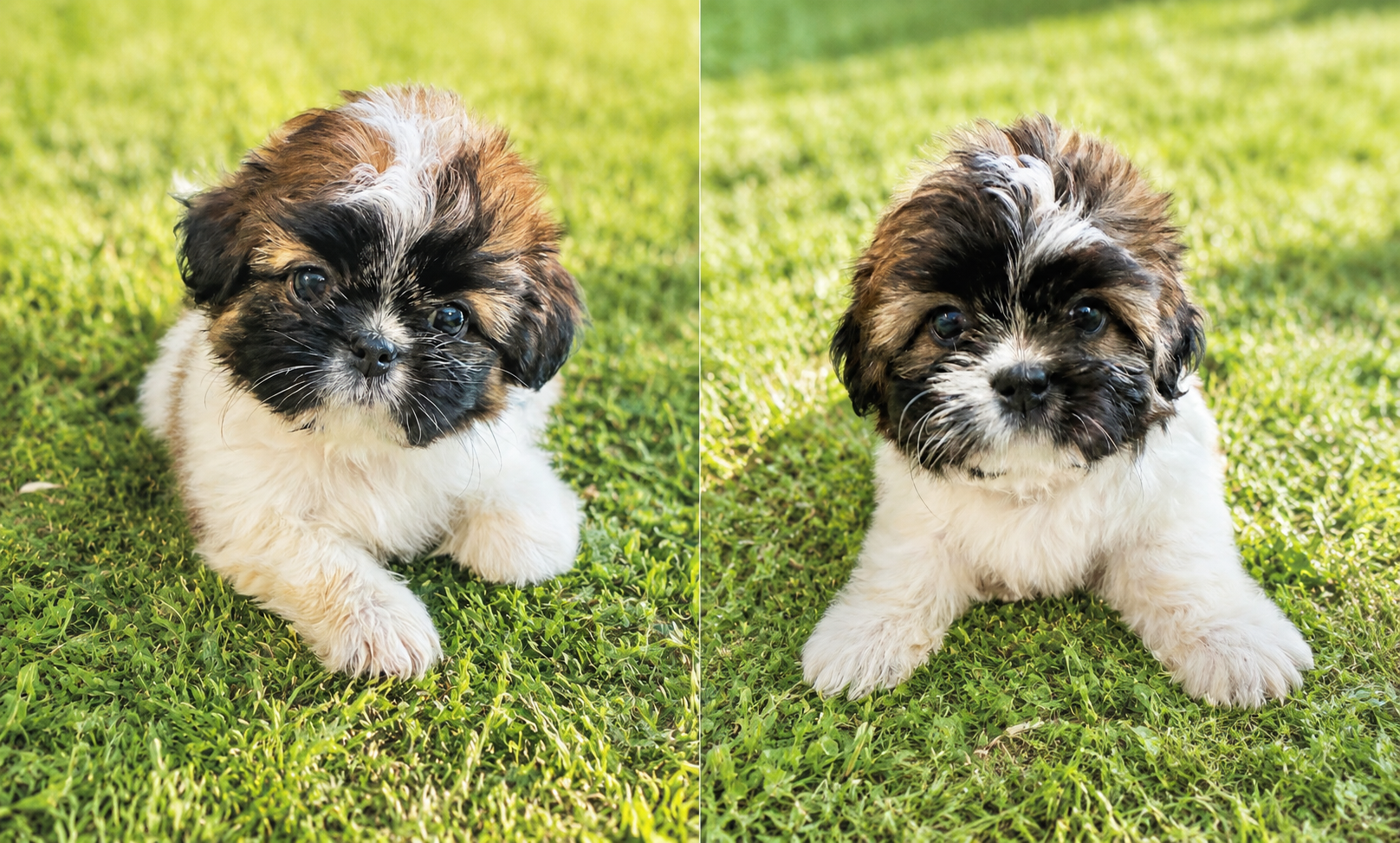 Shih Tzu puppy image 5