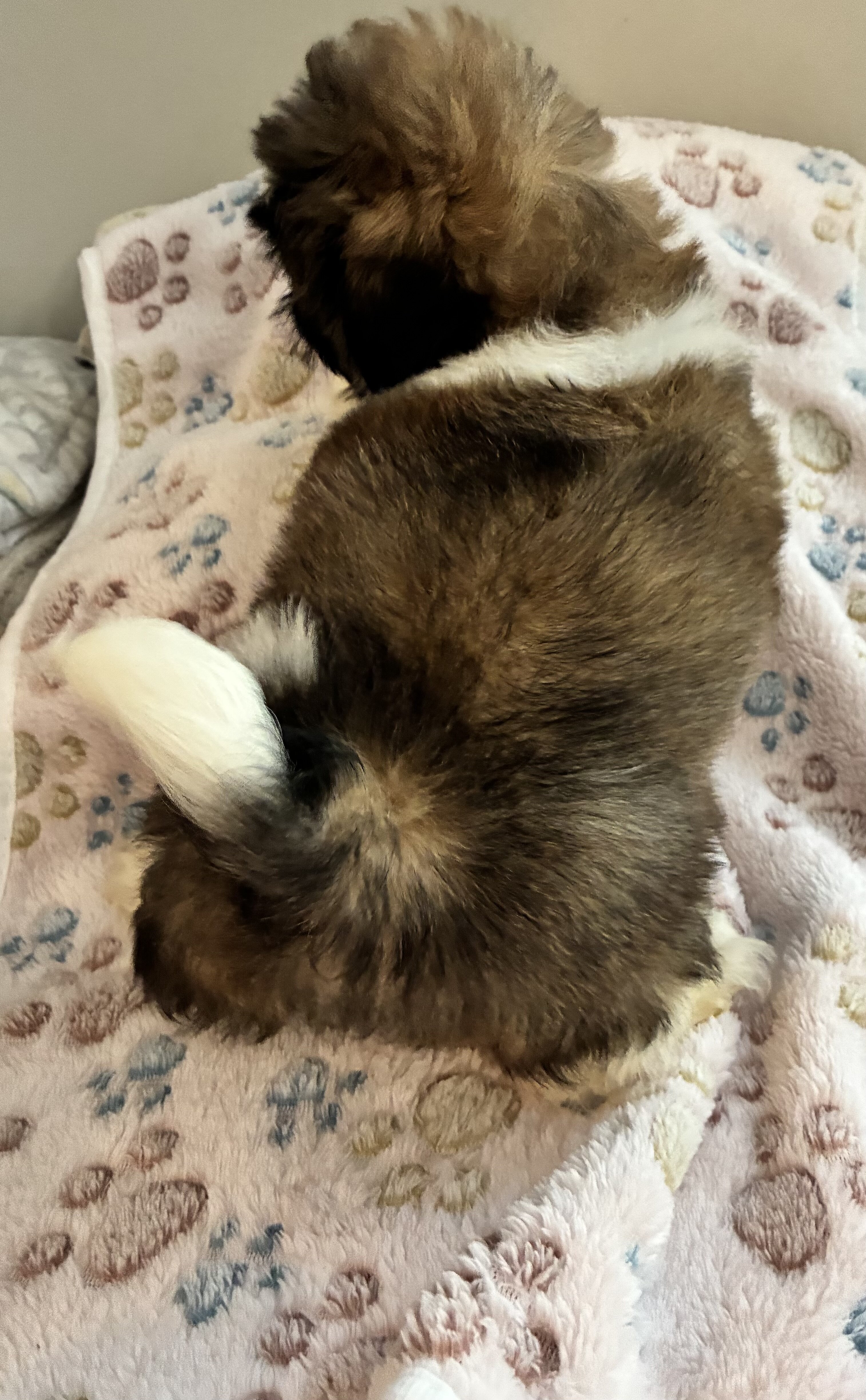 Shih Tzu puppy image 4