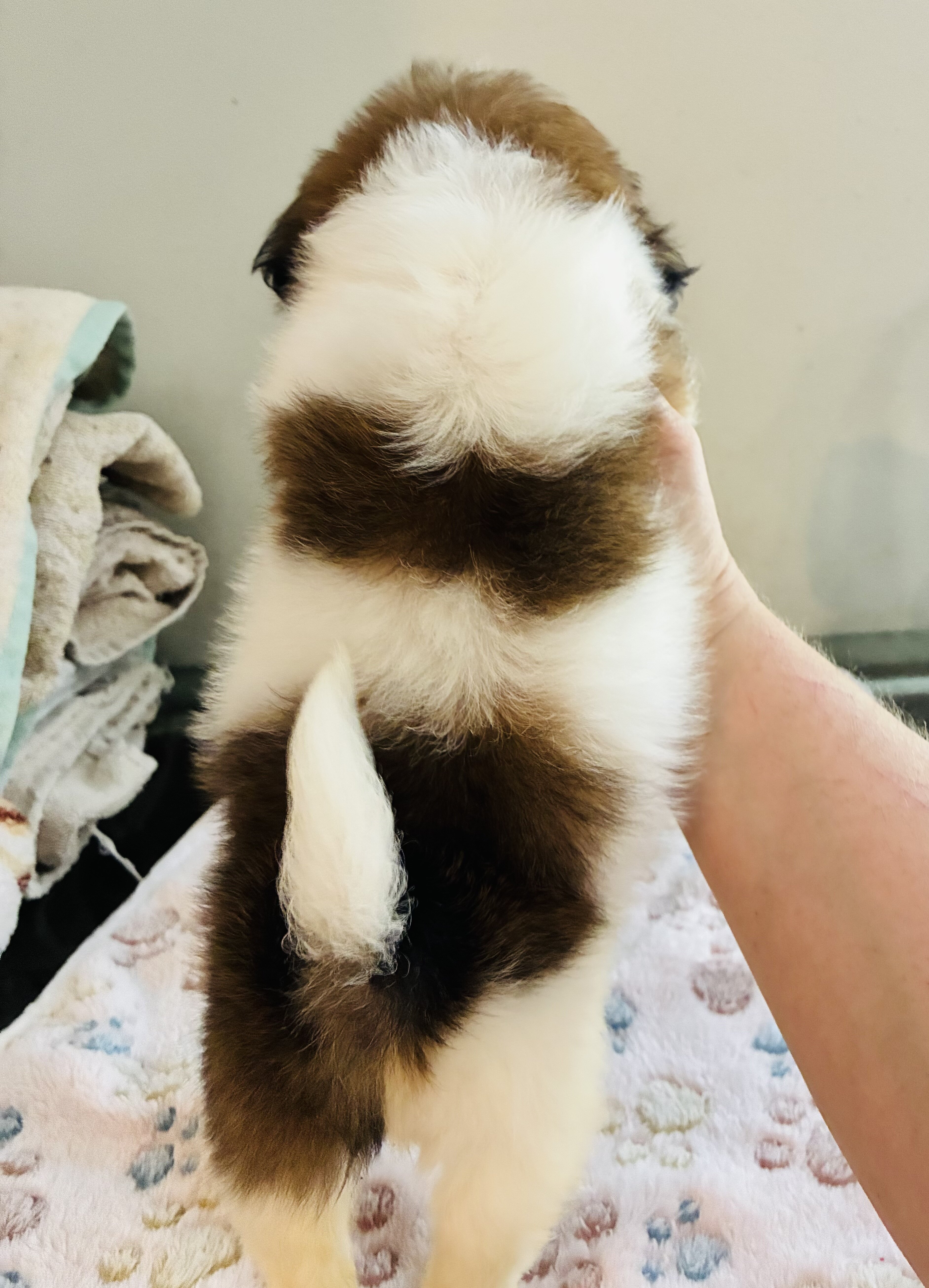 Shih Tzu puppy image 3