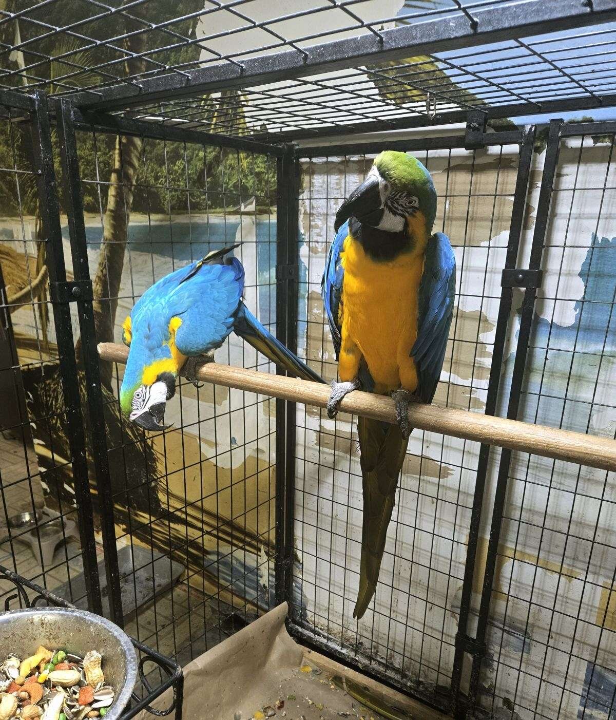 Paired blue n gold macaw image 1