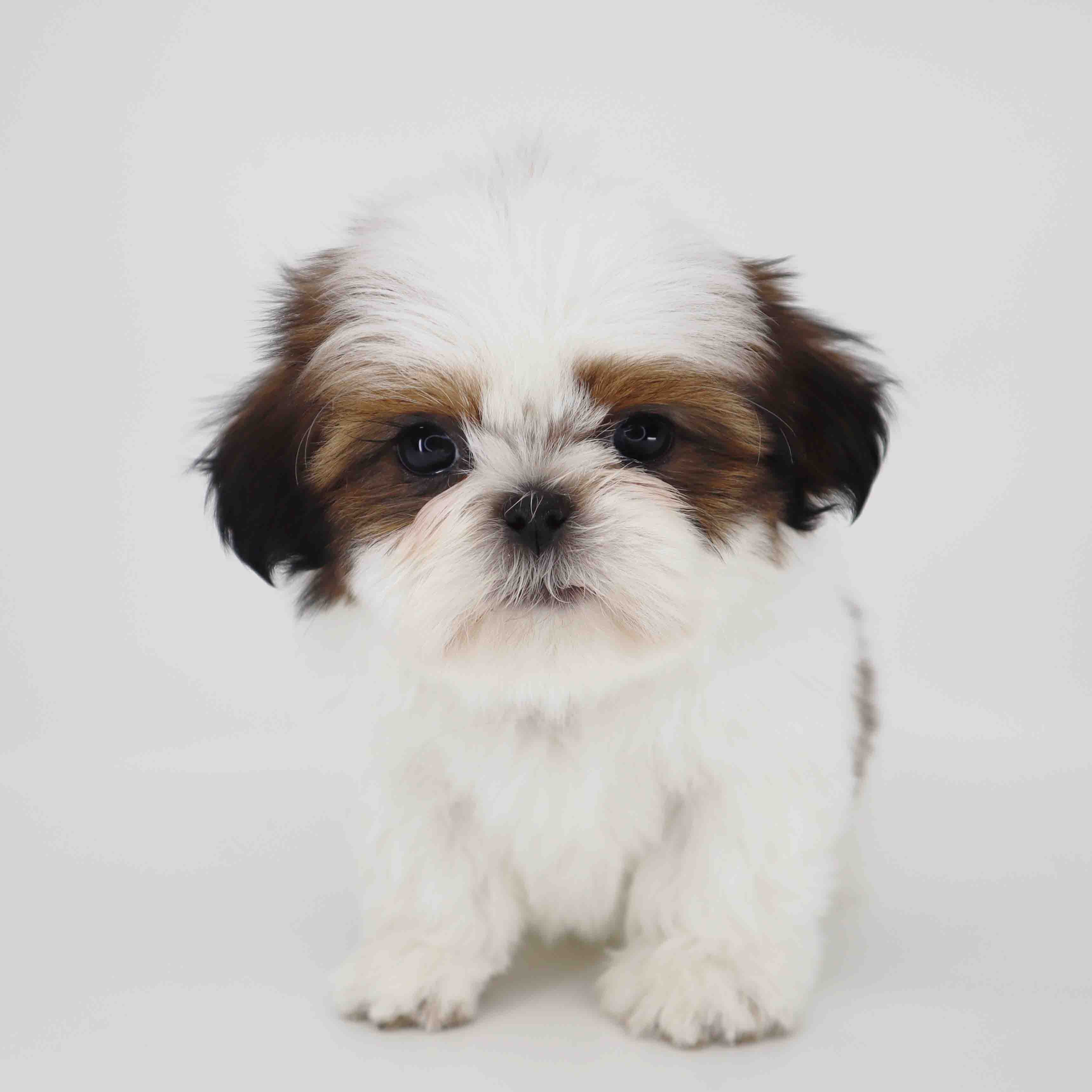 Imperial Shih-Tzu boy Teddy image 1