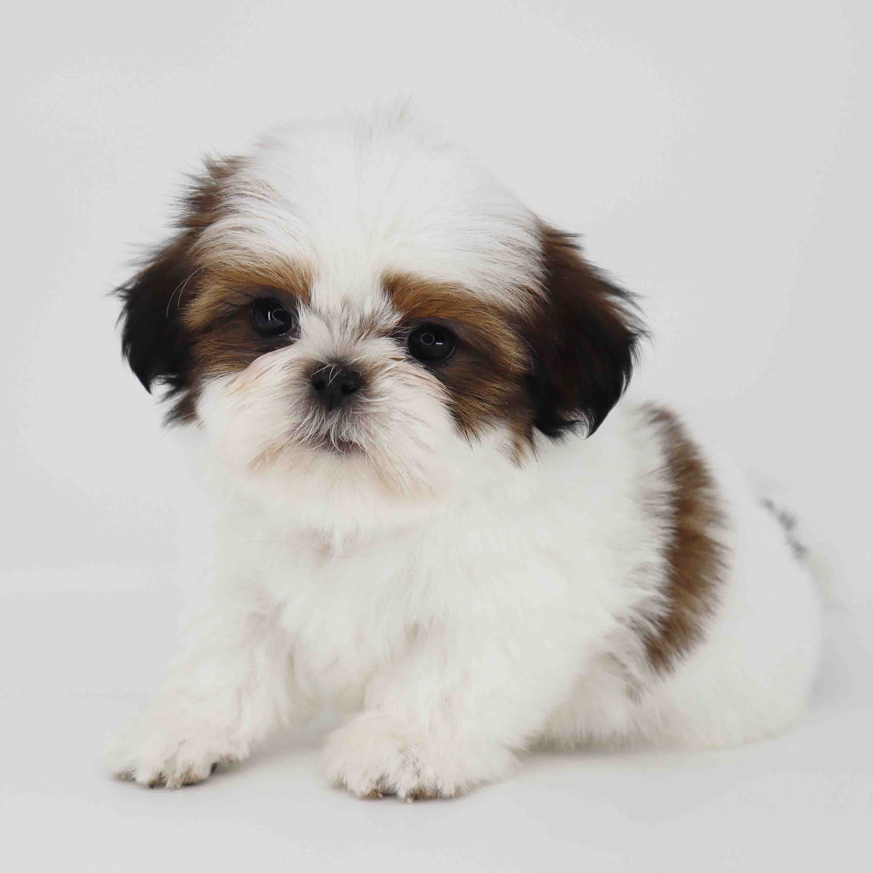 Imperial Shih-Tzu boy Teddy image 2