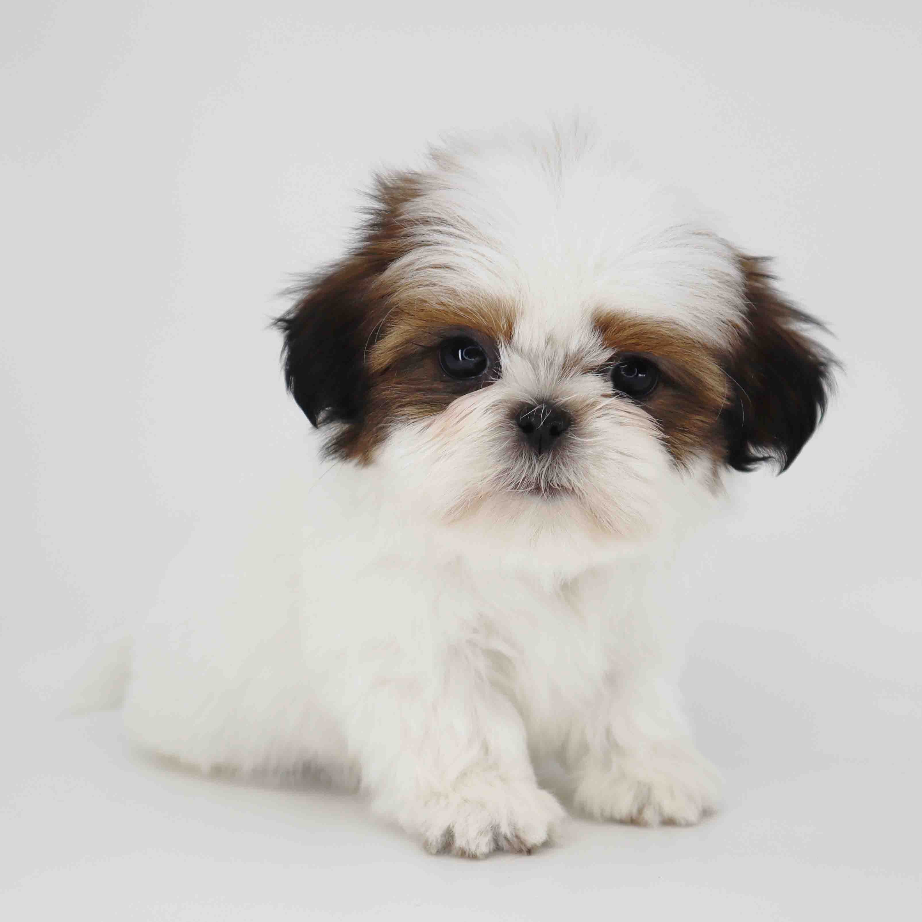 Imperial Shih-Tzu boy Teddy image 3