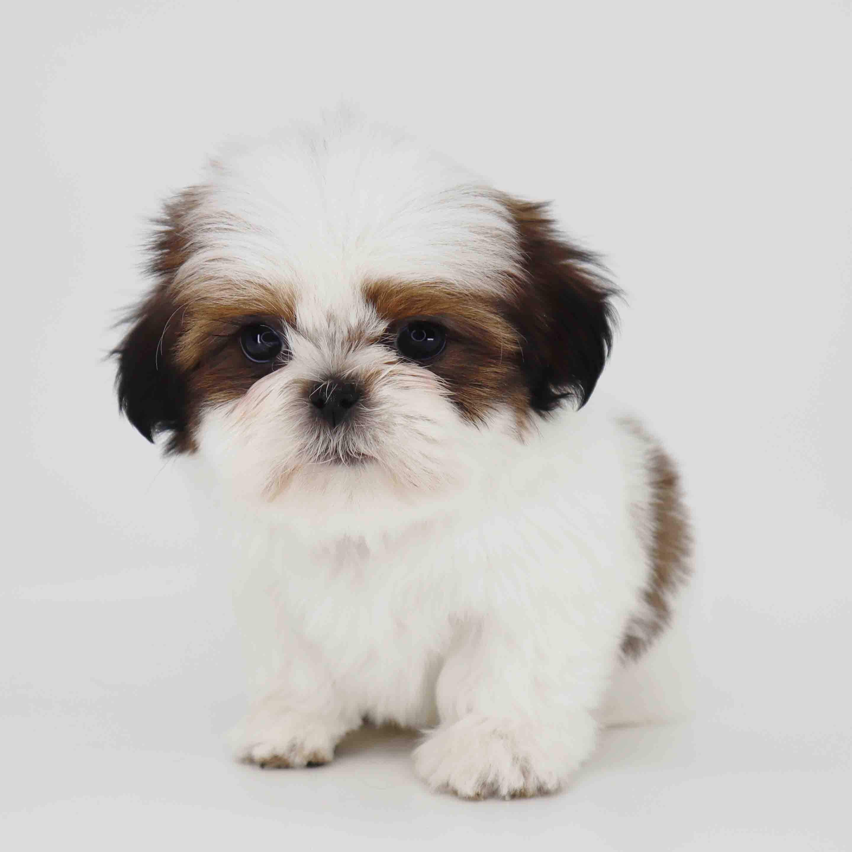 Imperial Shih-Tzu boy Teddy image 4