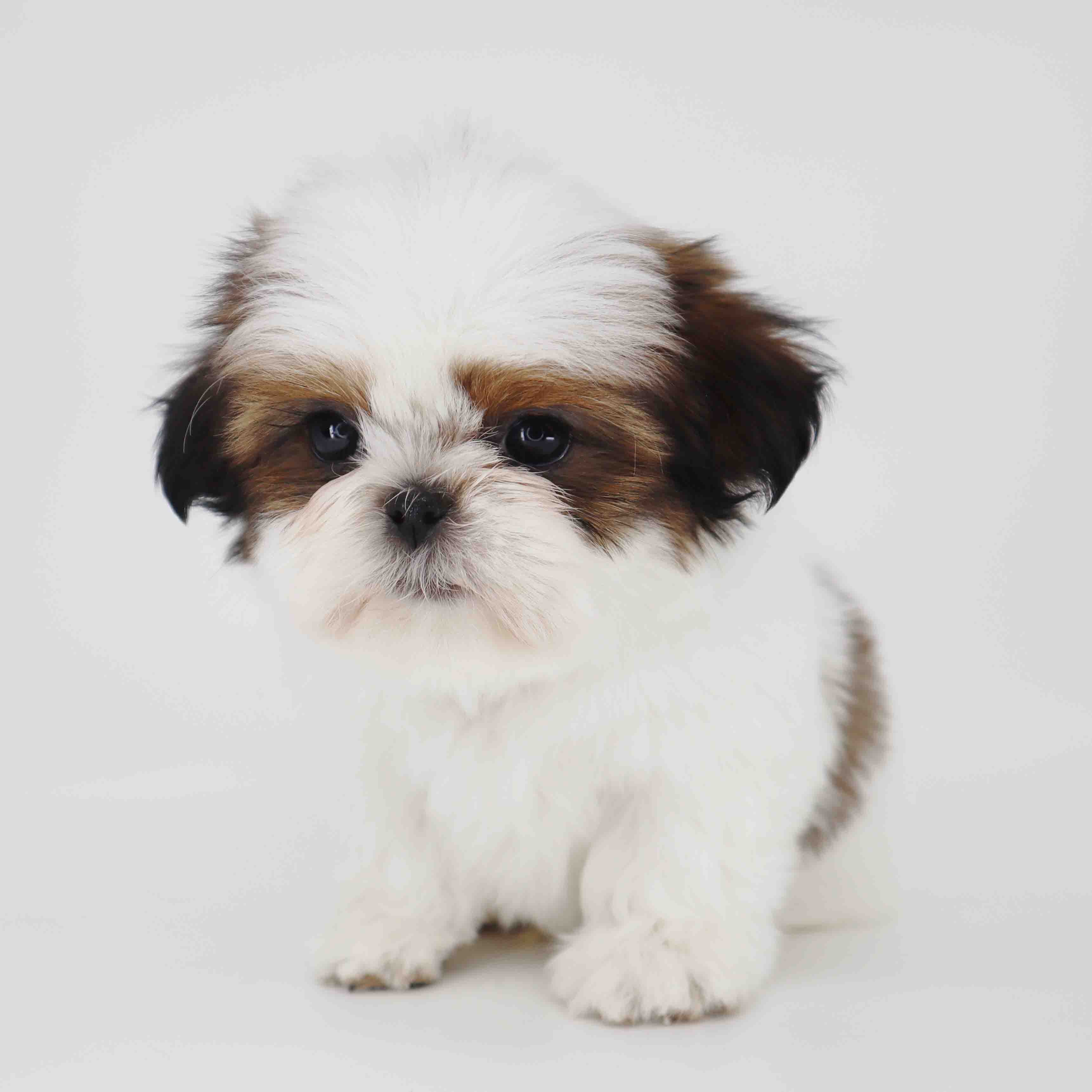 Imperial Shih-Tzu boy Teddy image 5