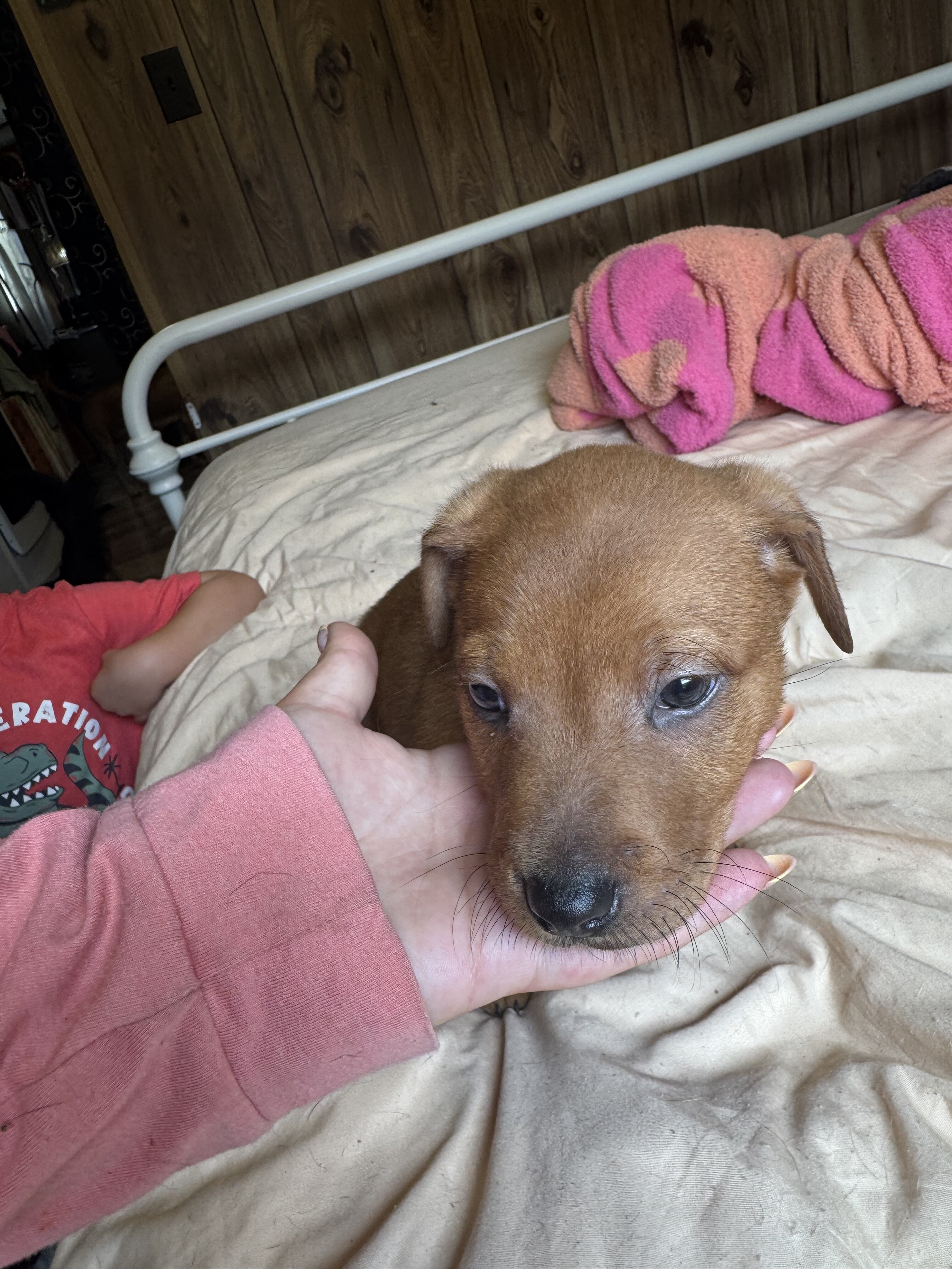 Collie Terrier Mix image 1