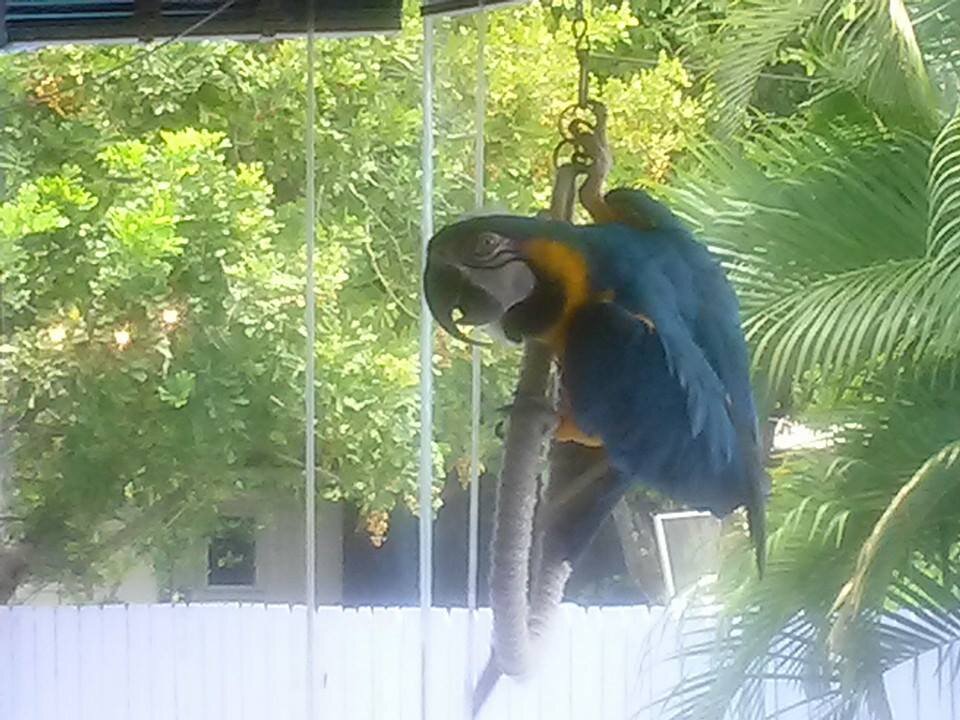 Blue Gold MaCaw image 5