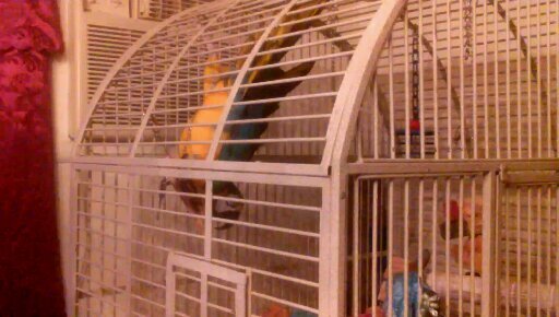 Blue Gold MaCaw image 9