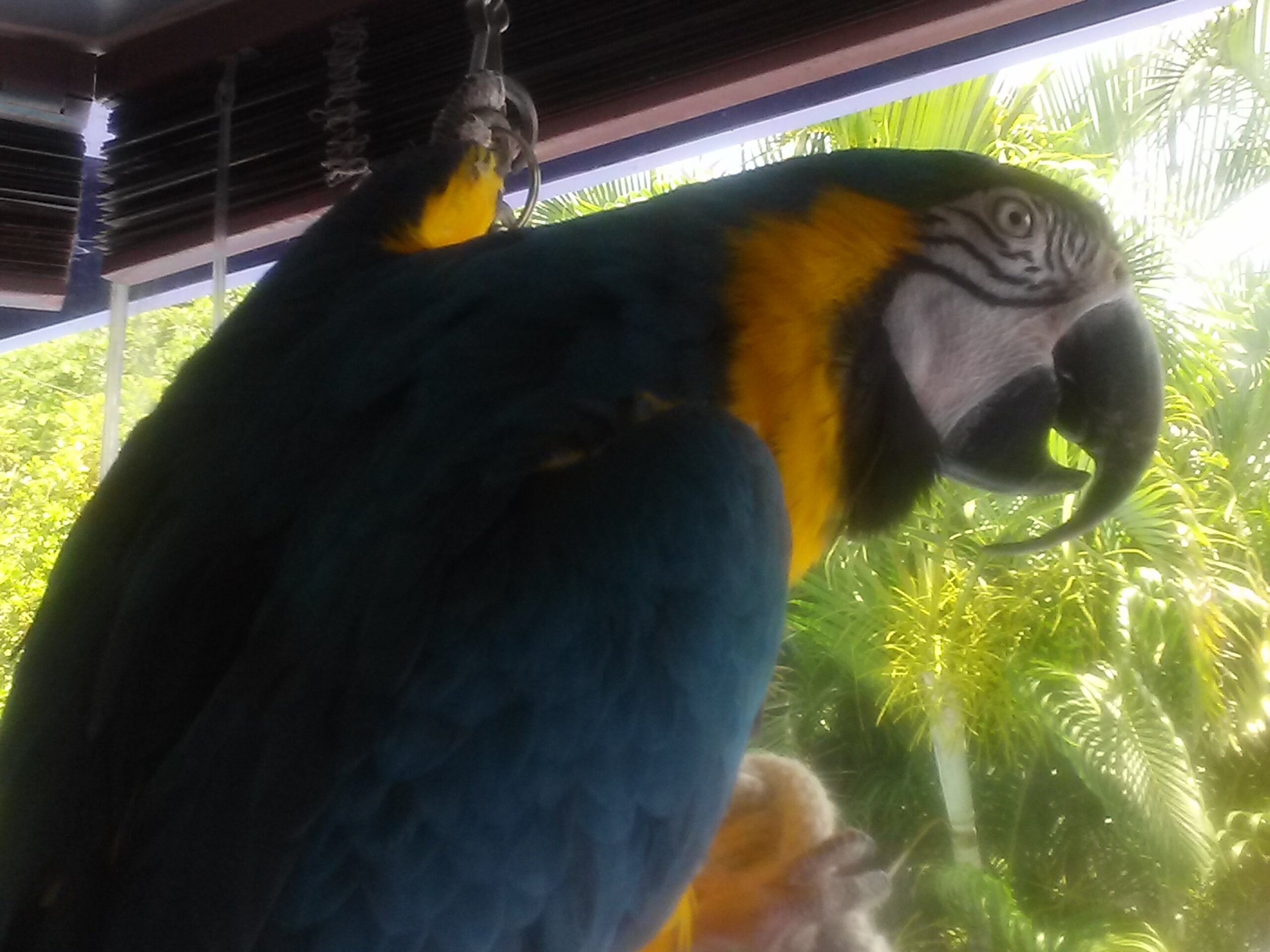 Blue Gold MaCaw image 7