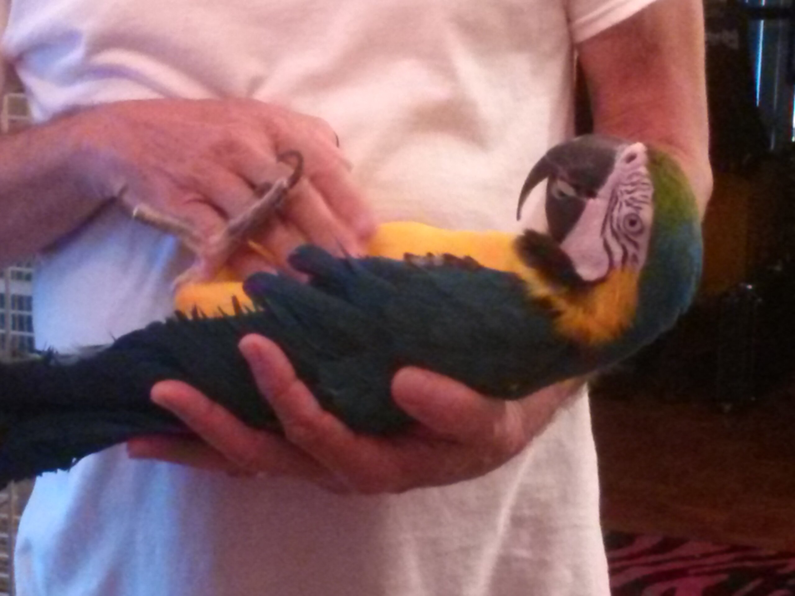 Blue Gold MaCaw image 2