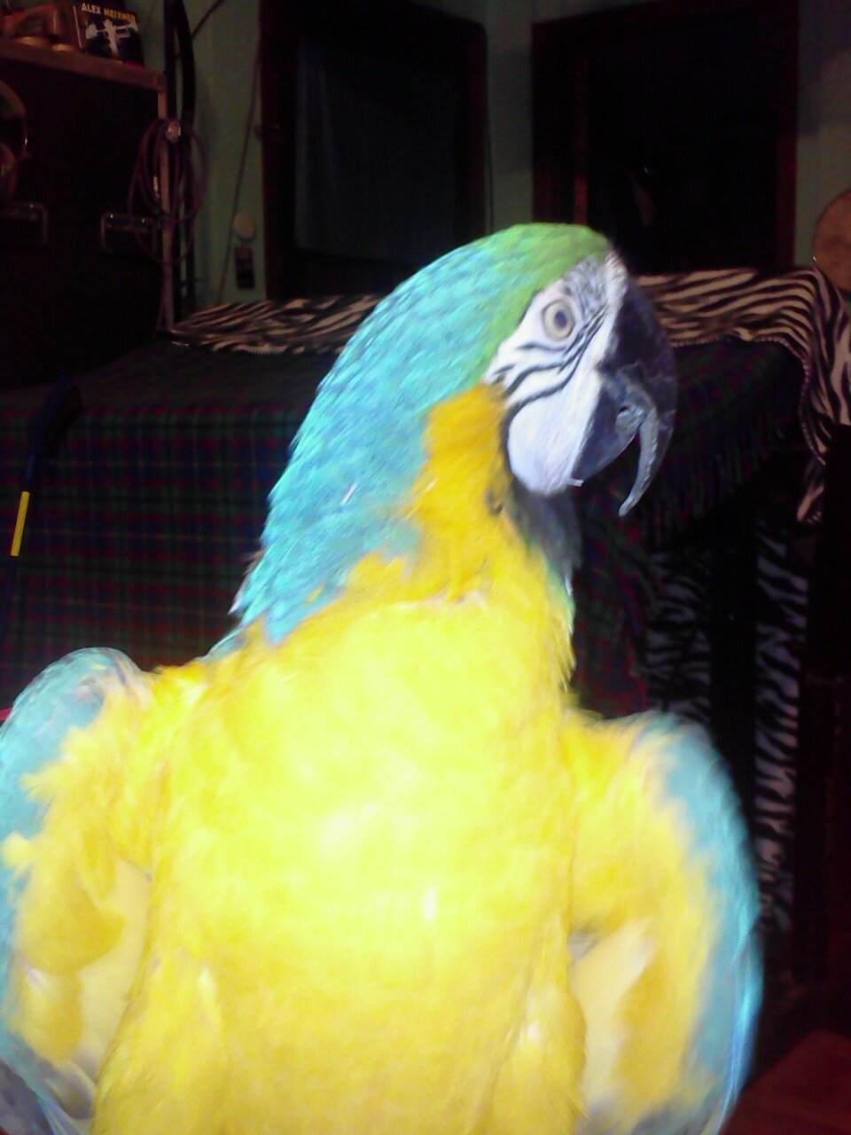Blue Gold MaCaw image 6