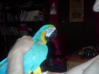 Blue Gold MaCaw image 4