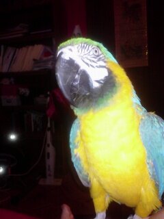 Blue Gold MaCaw image 3