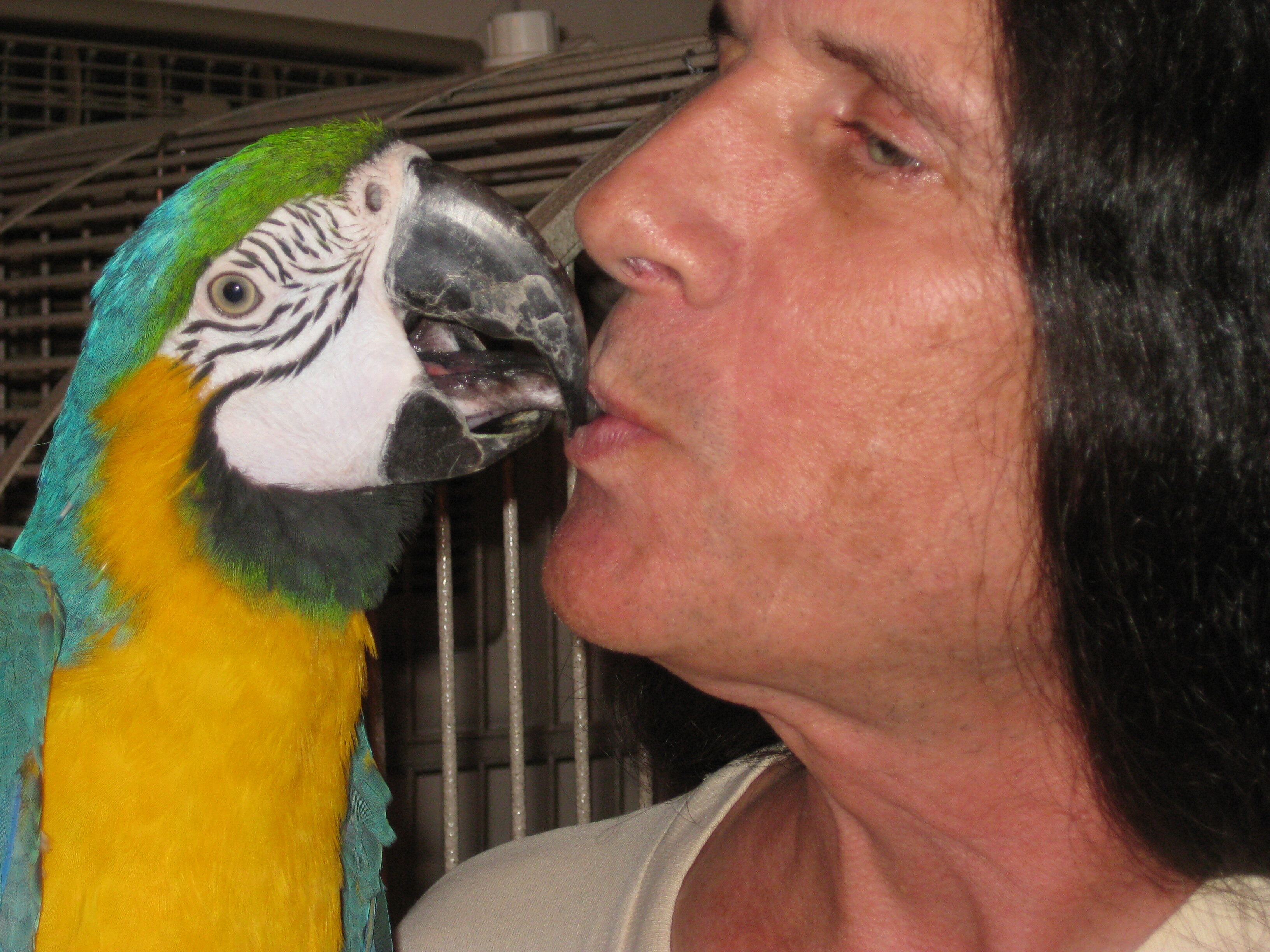 Blue Gold MaCaw image 8