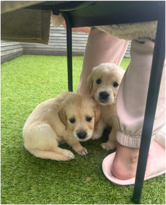 Beautiful Golden Retriever Puppies – 2 Boys & 3 Gi image 2