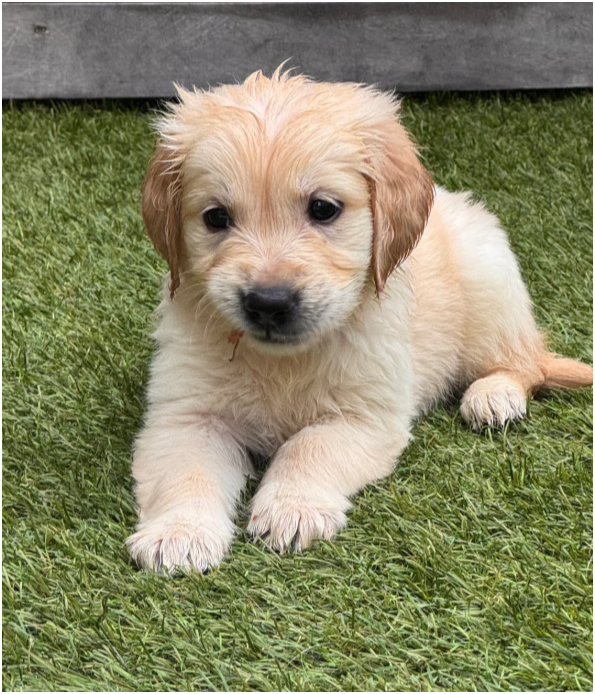 Beautiful Golden Retriever Puppies – 2 Boys & 3 Gi image 5