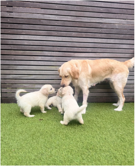 Beautiful Golden Retriever Puppies – 2 Boys & 3 Gi image 4