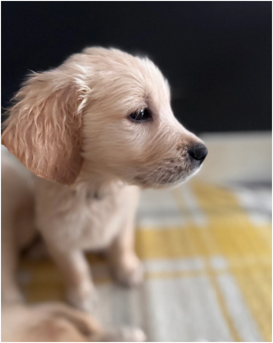 Beautiful Golden Retriever Puppies – 2 Boys & 3 Gi image 9