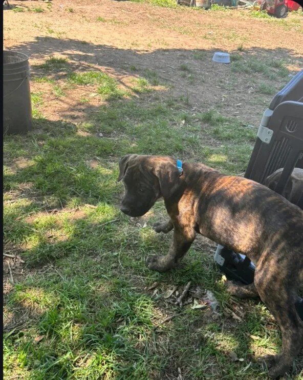 Female American Bandogge Puppy image 4