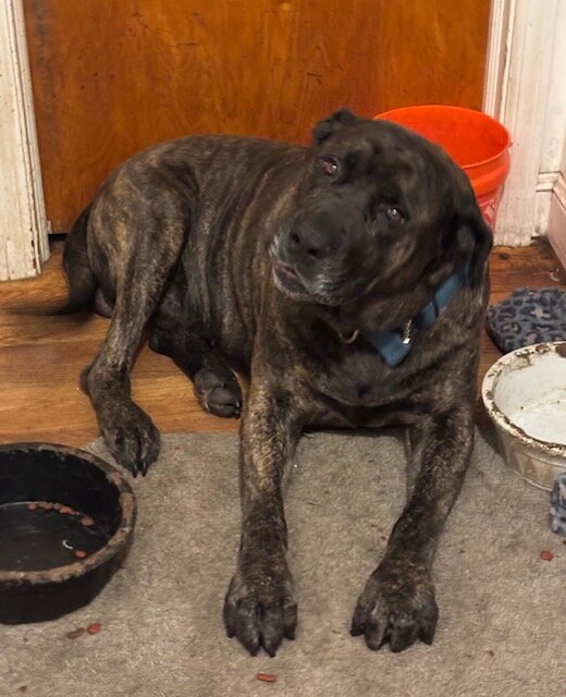 Female American Bandogge Puppy image 7