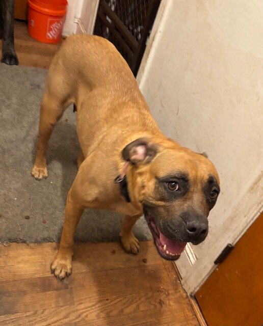 Female American Bandogge Puppy image 8