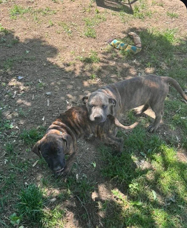 Female American Bandogge Puppy image 5