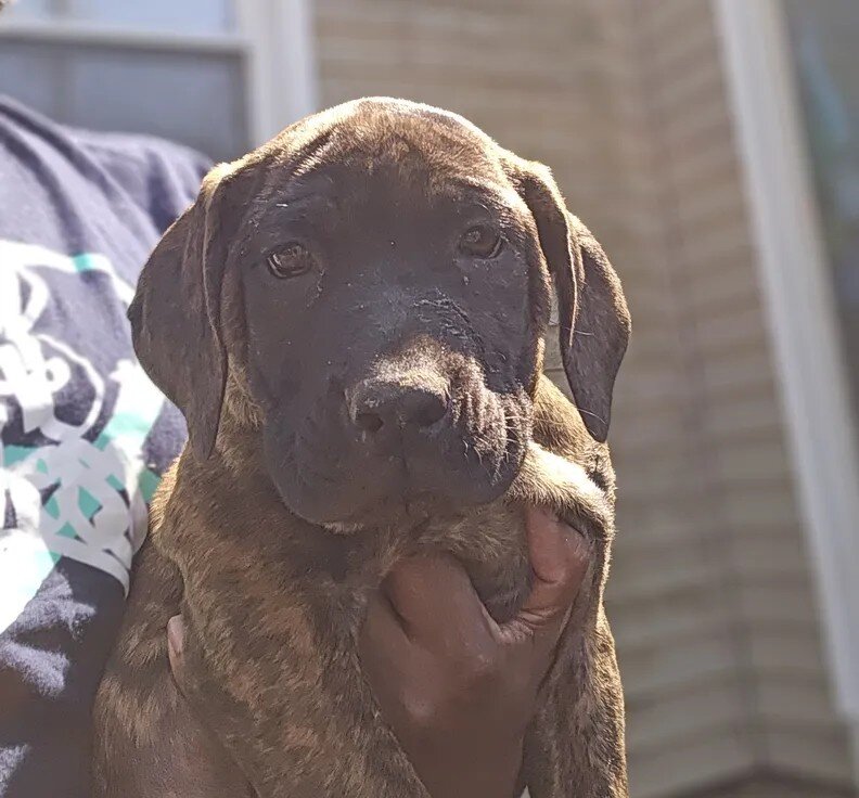 Female American Bandogge Puppy image 2