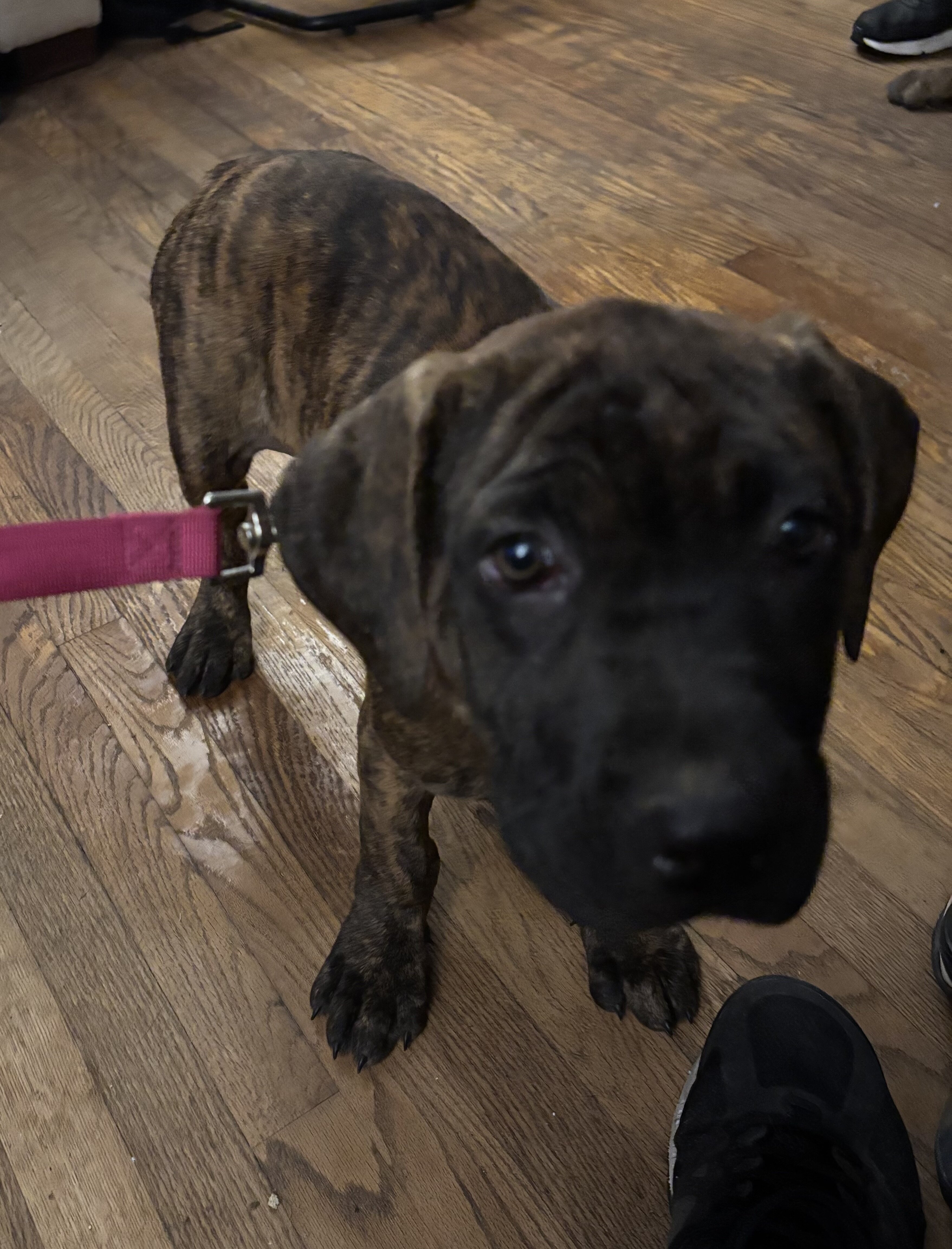 Female American Bandogge Puppy image 1