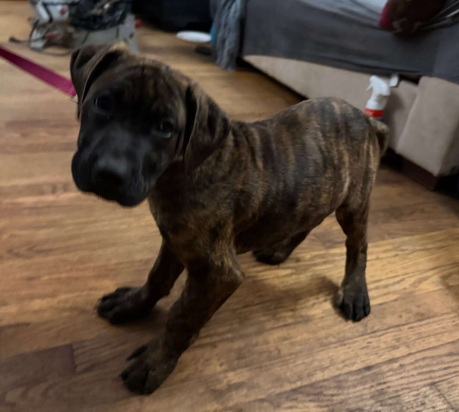 Female American Bandogge Puppy image 3
