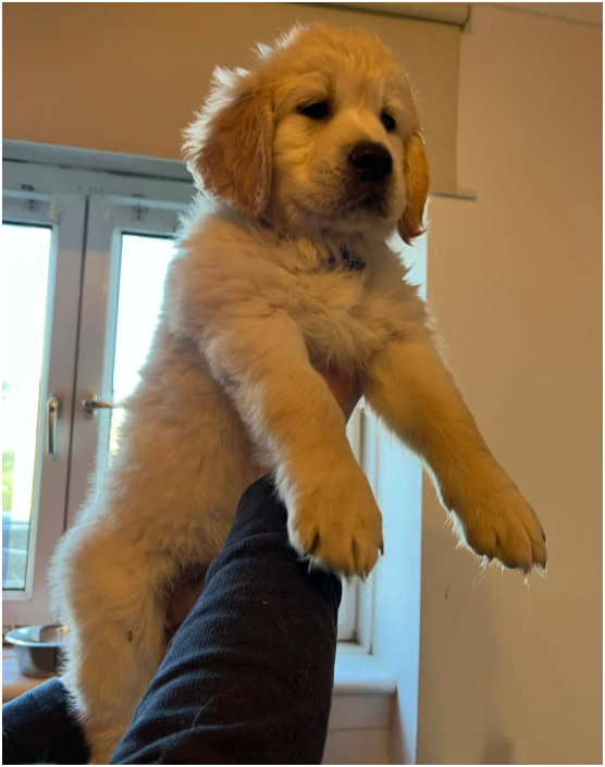 Beautiful Golden Retriever Puppies – 2 Boys & 2 Gi image 6
