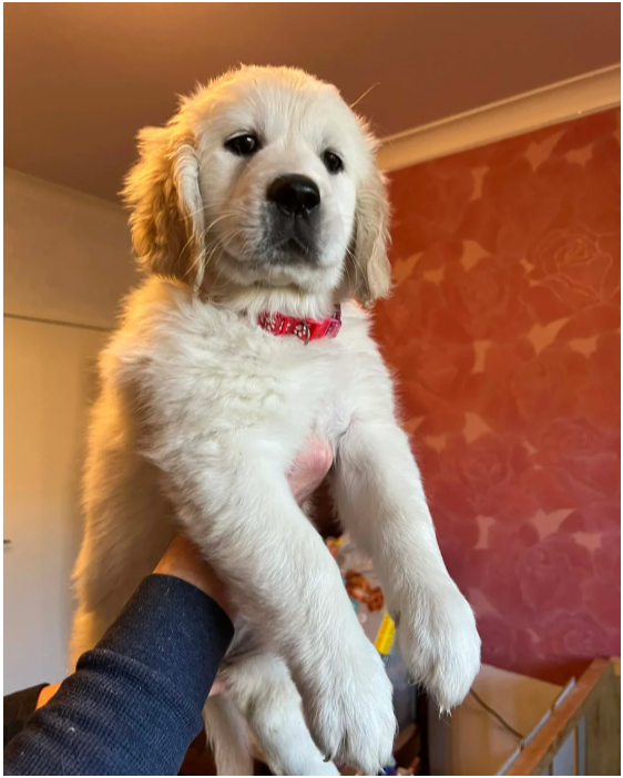 Beautiful Golden Retriever Puppies – 2 Boys & 2 Gi image 7