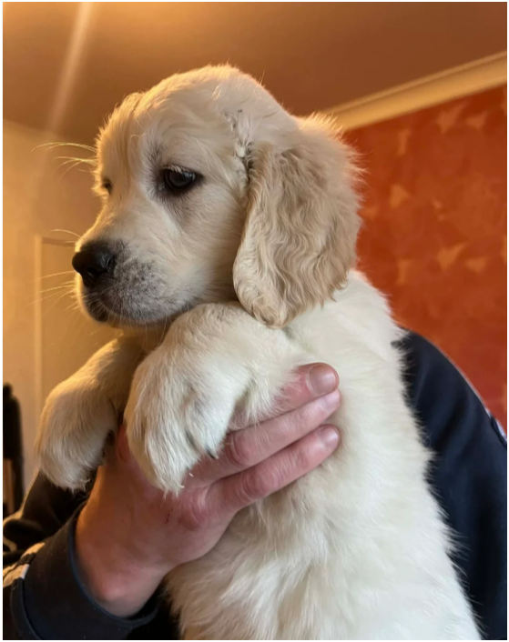Beautiful Golden Retriever Puppies – 2 Boys & 2 Gi image 9