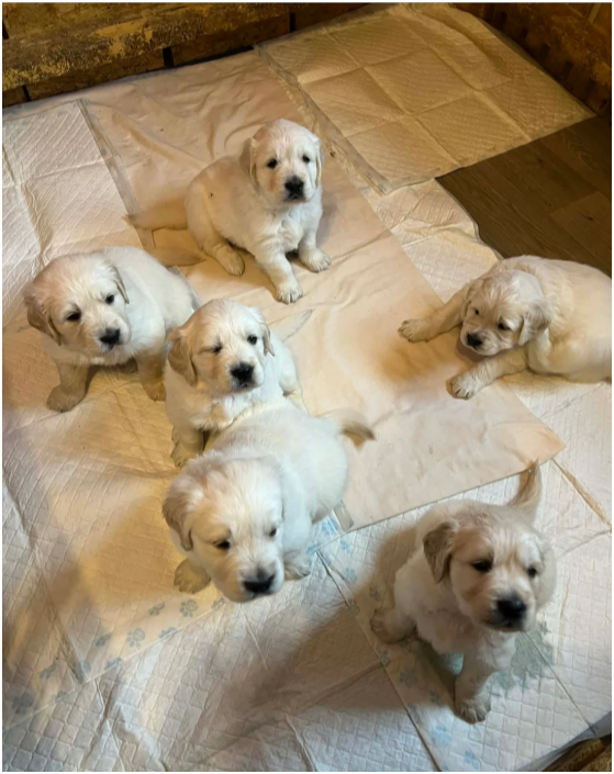 Beautiful Golden Retriever Puppies – 2 Boys & 2 Gi image 10