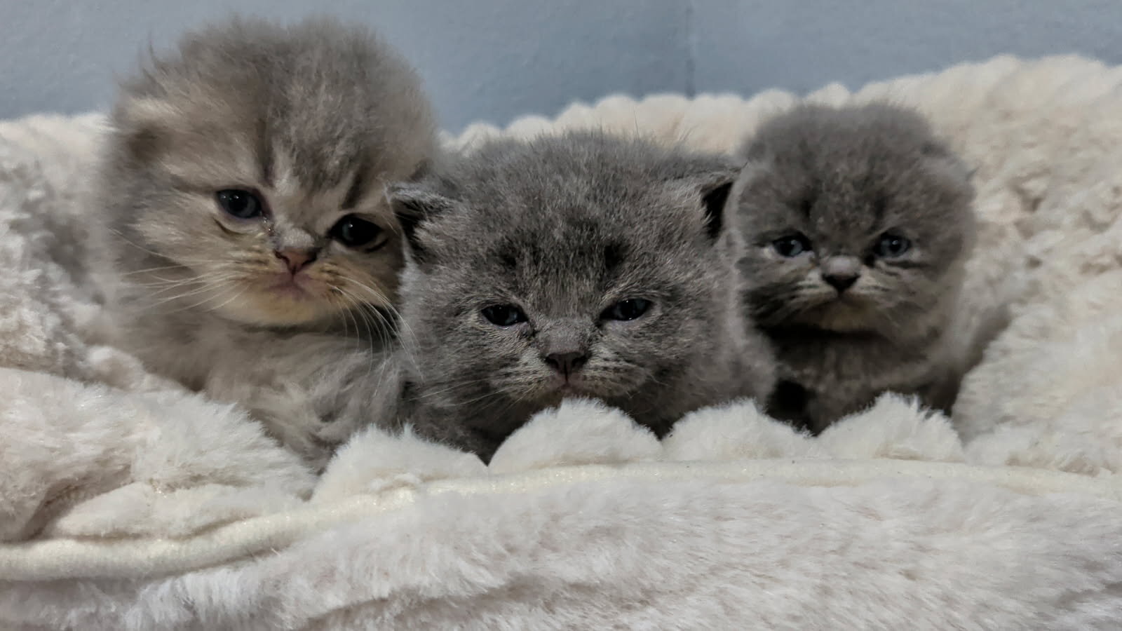 Scottish Fold and Straights image 5